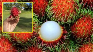 Come coltivare il rambutan in giardino: consigli e passi da seguire