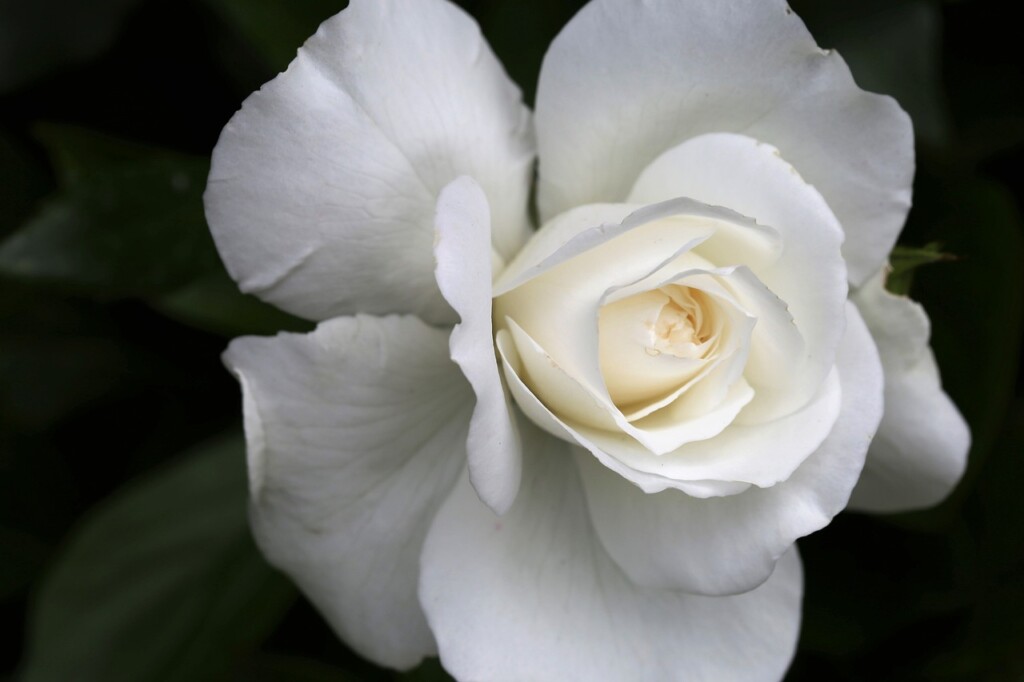 Rosa bianca di colore