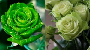 Queste sono le 10 rose verdi più belle