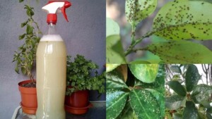 Come fare uno spray per eliminare i parassiti nel tuo giardino