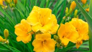 Come dividere gli Hemerocallis in primavera – moltiplica e coltiva più piante gratuitamente!