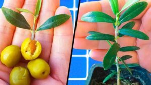 Il trucco geniale per far crescere un ulivo da un nocciolo: niente di più semplice