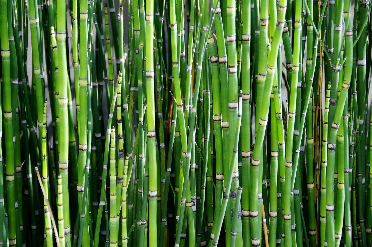 piante da appartamento: bambù