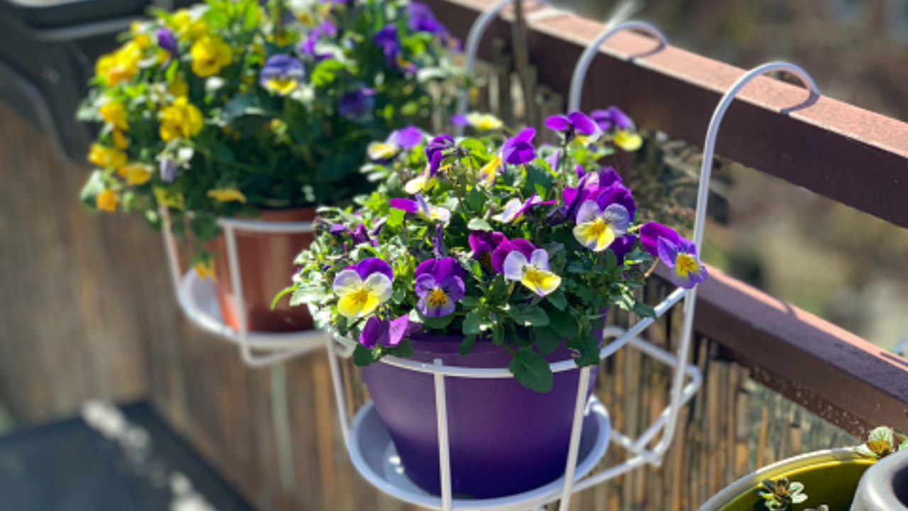 violette in balcone