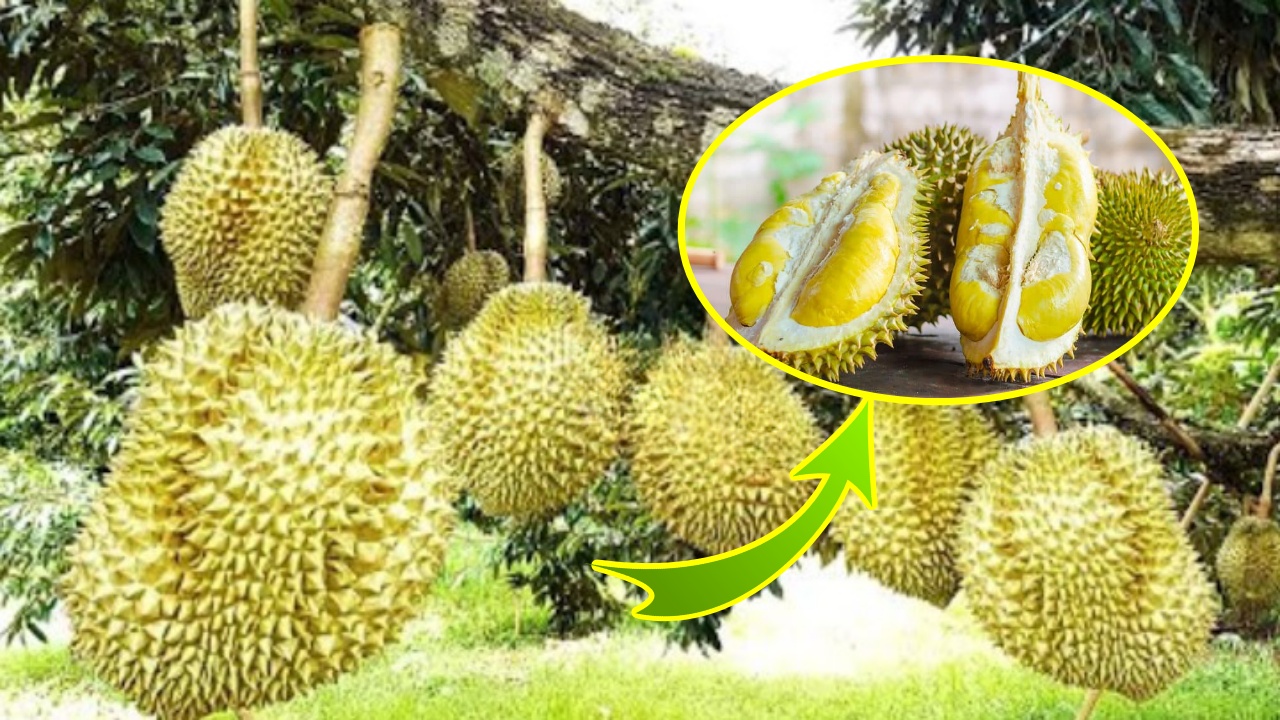 frutto di durian