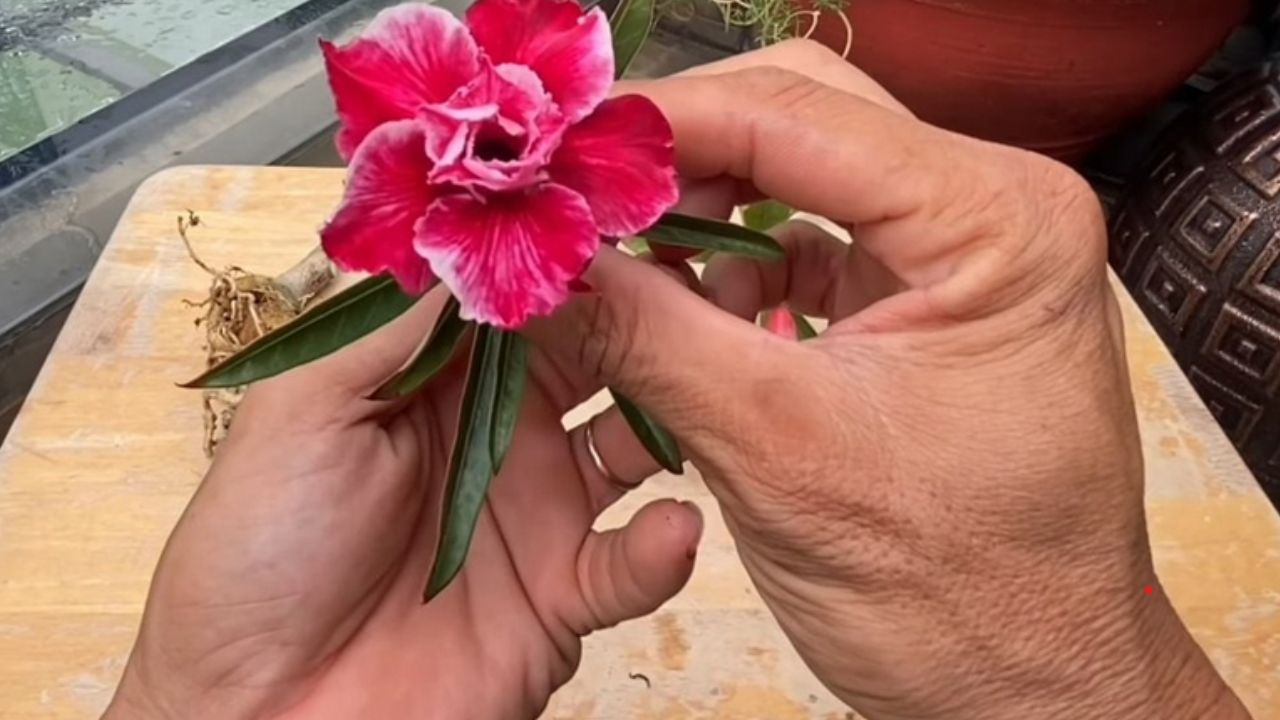 fiore tenuto in mano