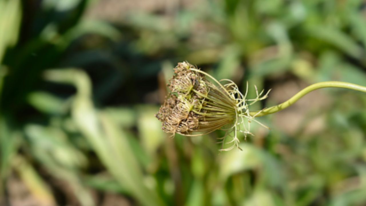 pianta in primo piano