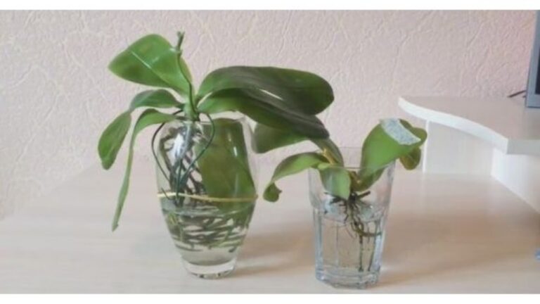 Phalaenopsis Artificiale, Pianta Di Orchidea Con Radici Bianche H. 70Cm