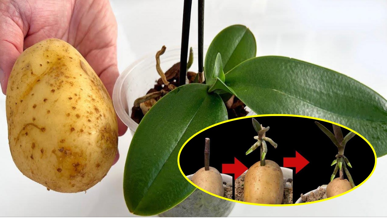 patata e orchidea