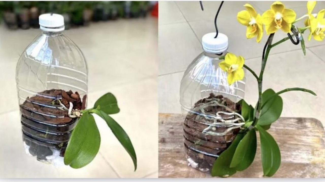 orchidee in bottiglia