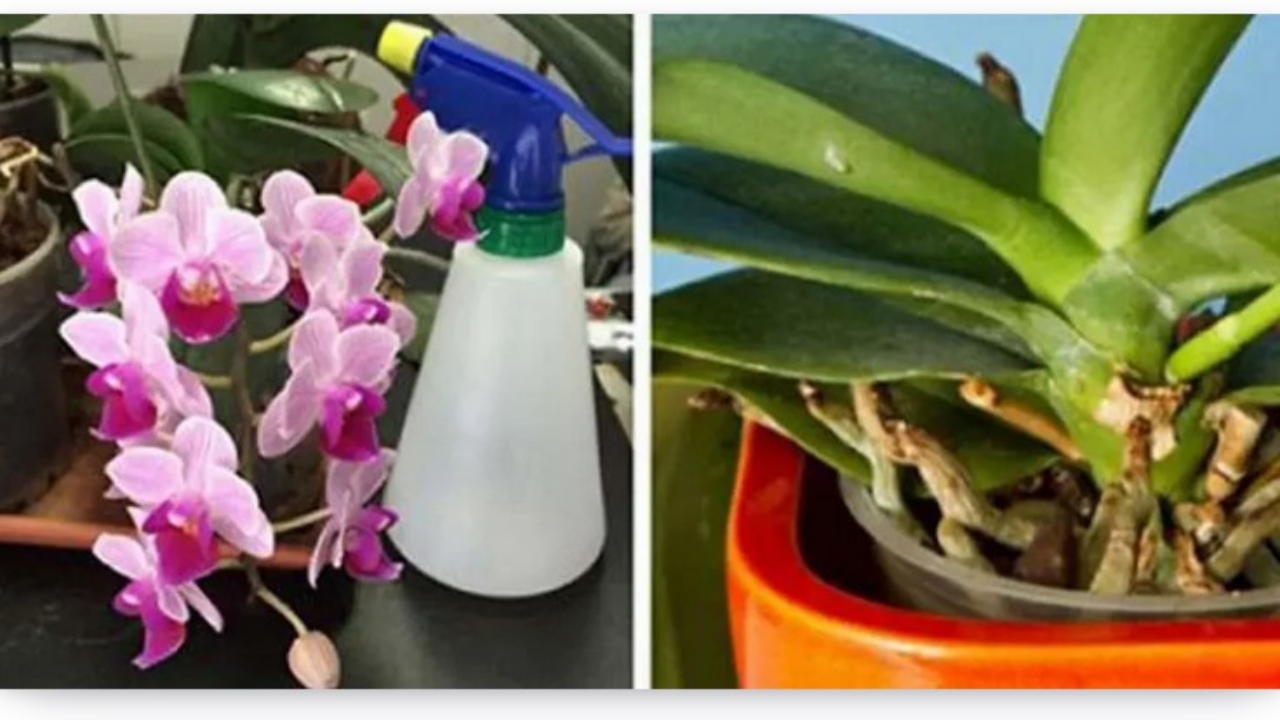 orchidee e boccioli