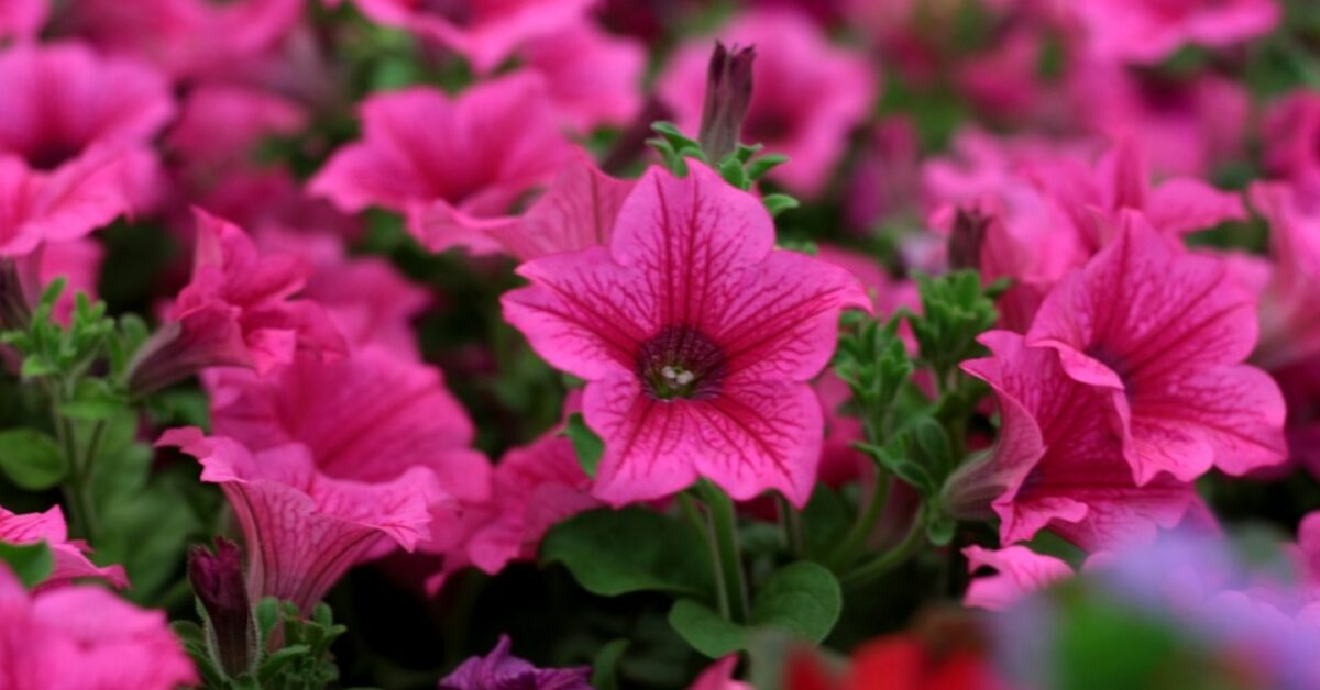 50 Scatole Spedizione Con Patta 50 Scatole Ondulate Bianche 6x5x3 - Foto 4