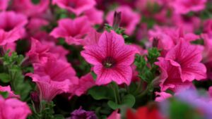 Come far fiorire sempre le petunie ondulate – 4 semplici segreti per avere tanti fiori