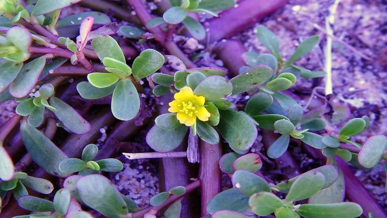pianta con fiori gialli