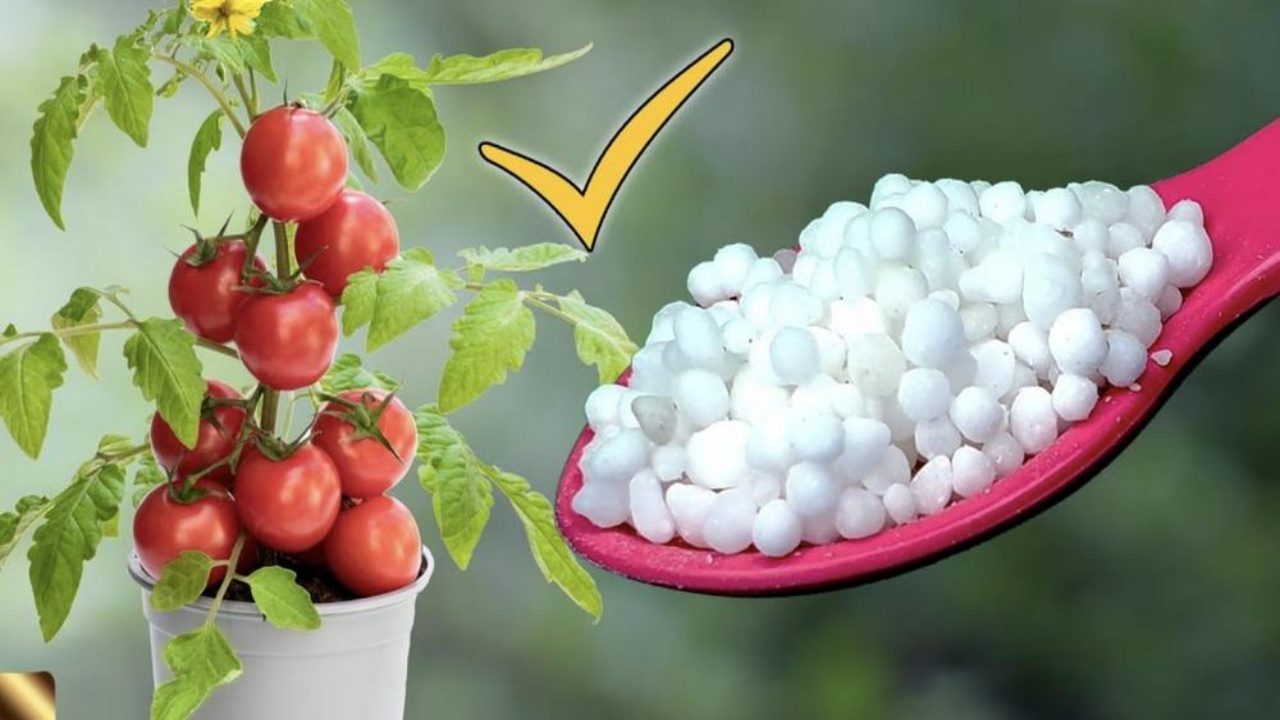 fertilizzante pomodori