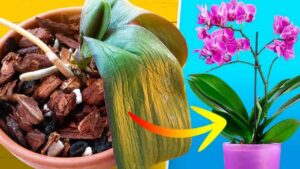 Come salvare un’orchidea morente: può essere riportata in vita in velocemente