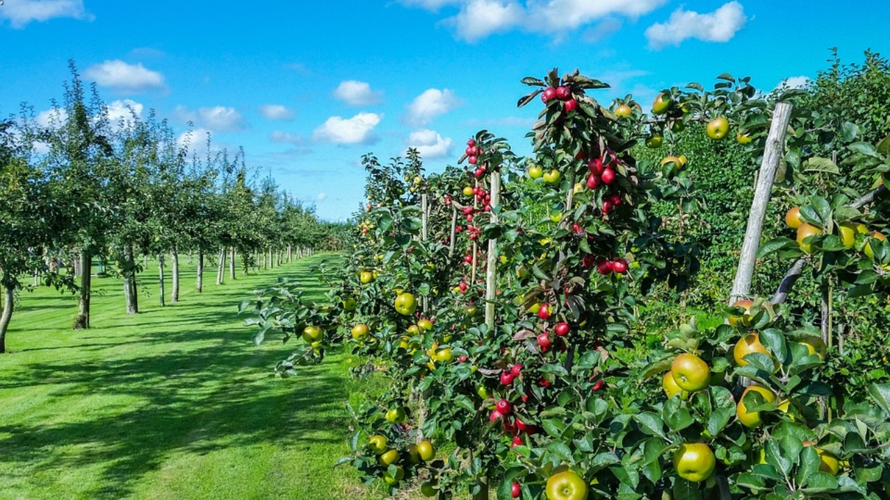 Alberi da frutto: rimedio naturale per prevenire le malattie