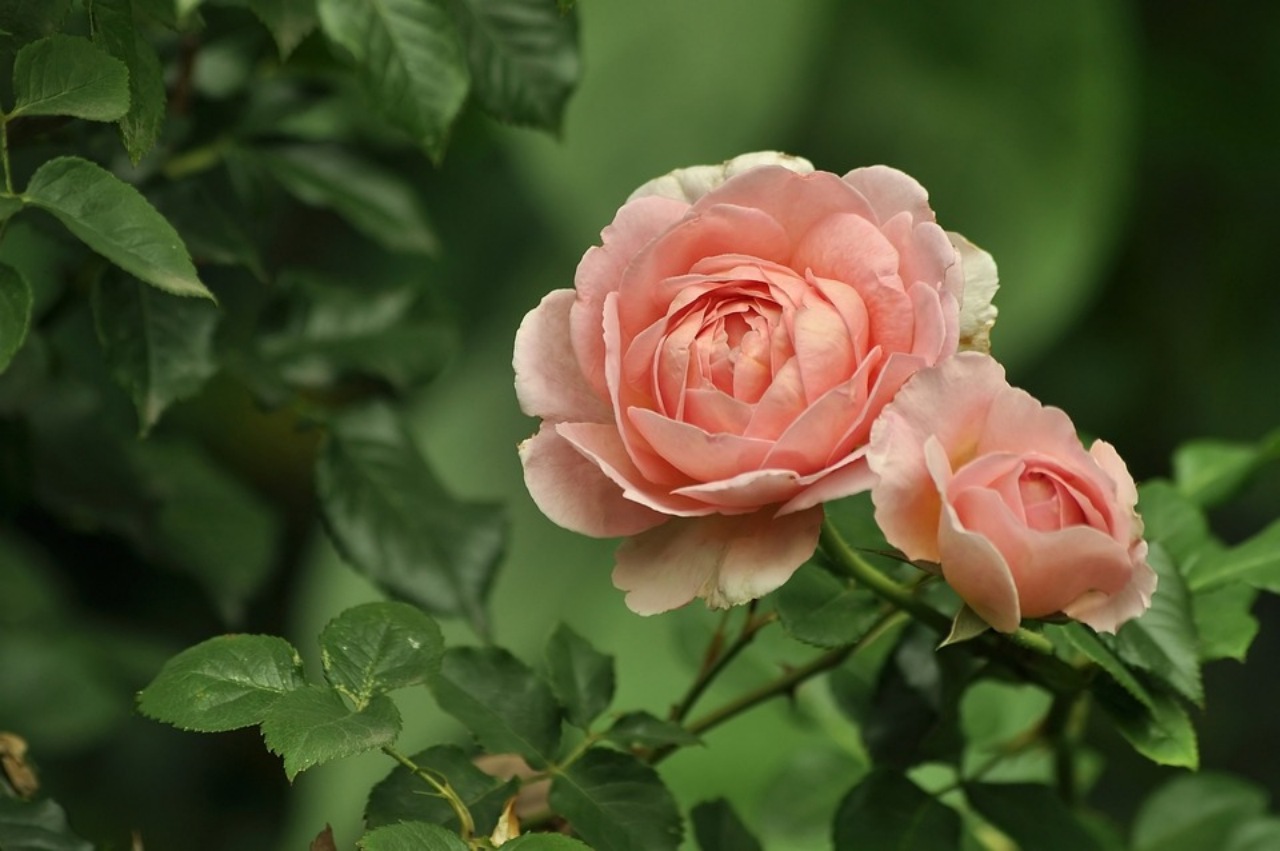Rose, gerani, ortensie: trucco per farle fiorire