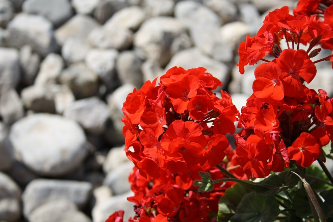 Rose, gerani, ortensie: trucco per farle fiorire