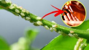 Le tue piante sono infestate dagli afidi? Prova con questo rimedio casalingo per eliminarli: vi basteranno solo poche gocce