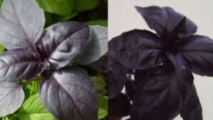 Hai mai visto il basilico nero: è super profumato, ecco cosa devi sapere prima di coltivarlo