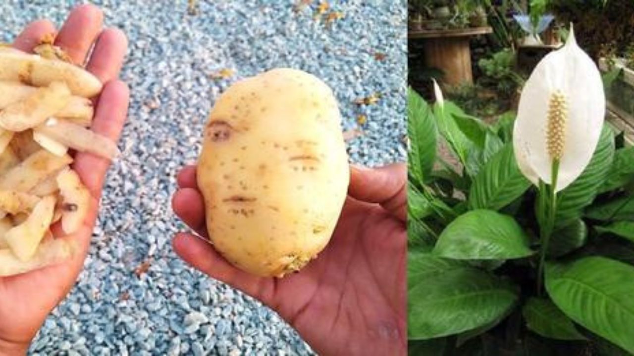 buccia di patate: fertilizzante