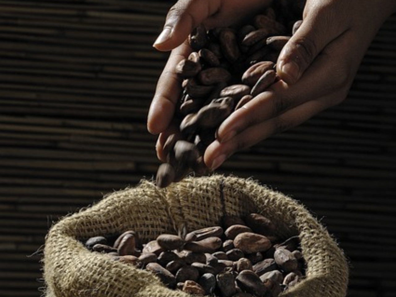 cacao raccolto
