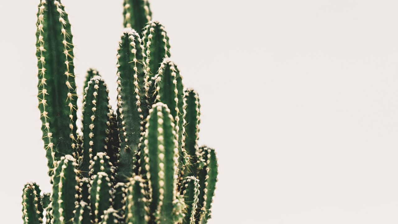 substrato per cactus