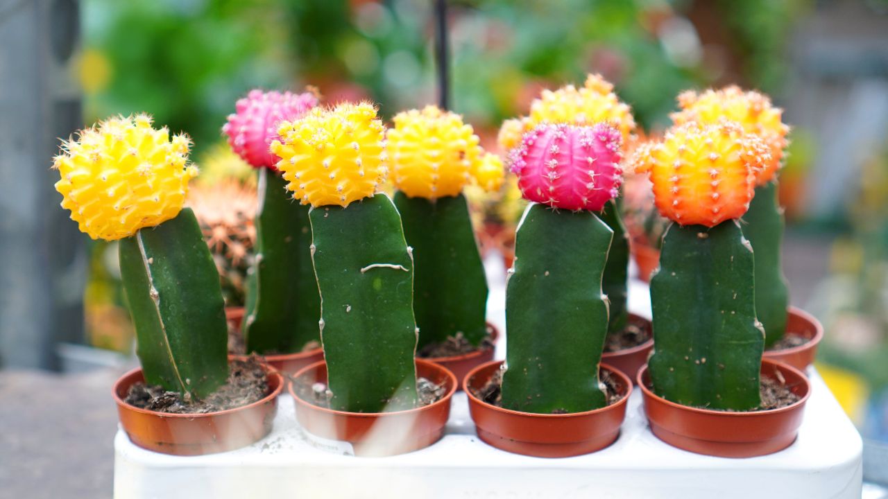 far fiorire i cactus
