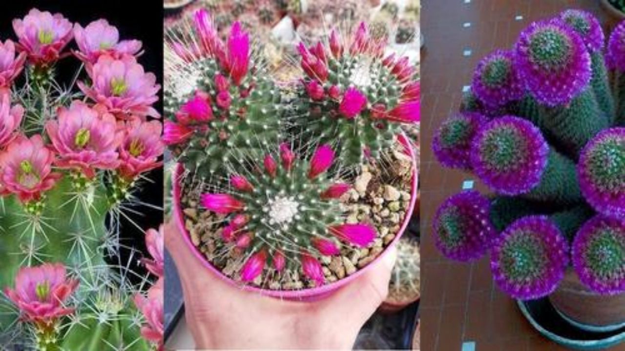 cactus in fiore: come farli fiorire