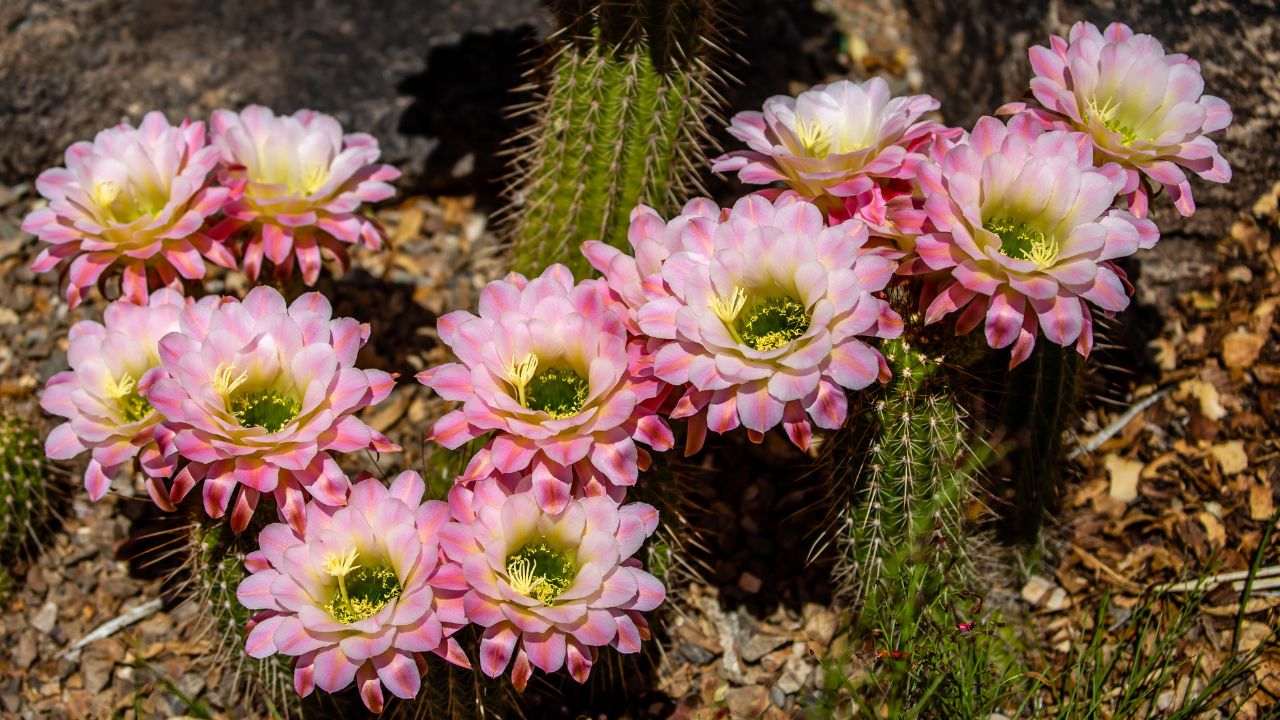 fiori sui cactus