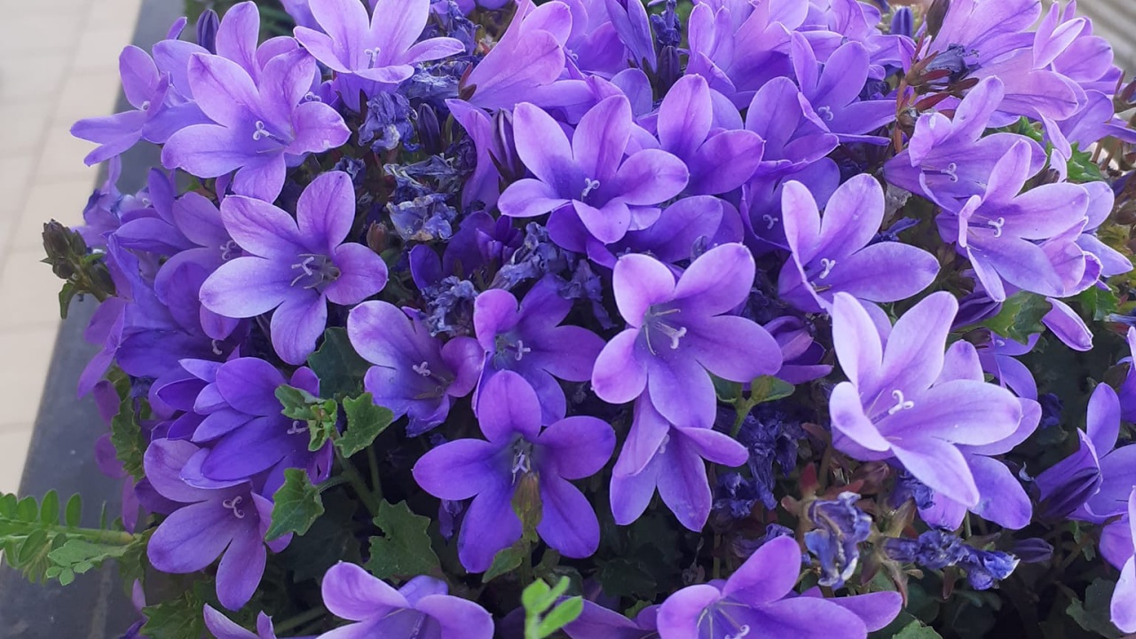 campanula con fiori viola