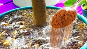 Come usare la cannella per proteggere le piante d’appartamento da insetti e muffe