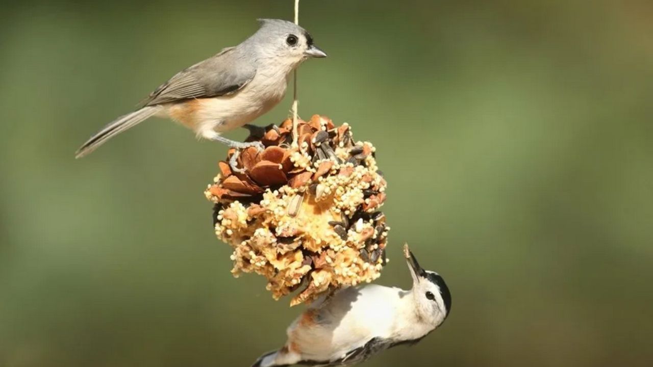 uccellini che mangiano