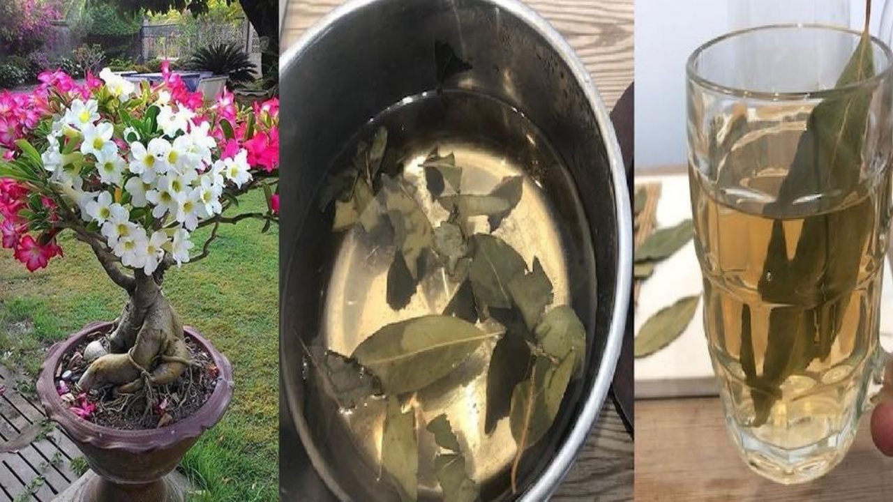 alloro e fiori