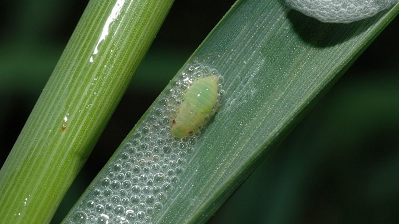 Sputacchina insetto