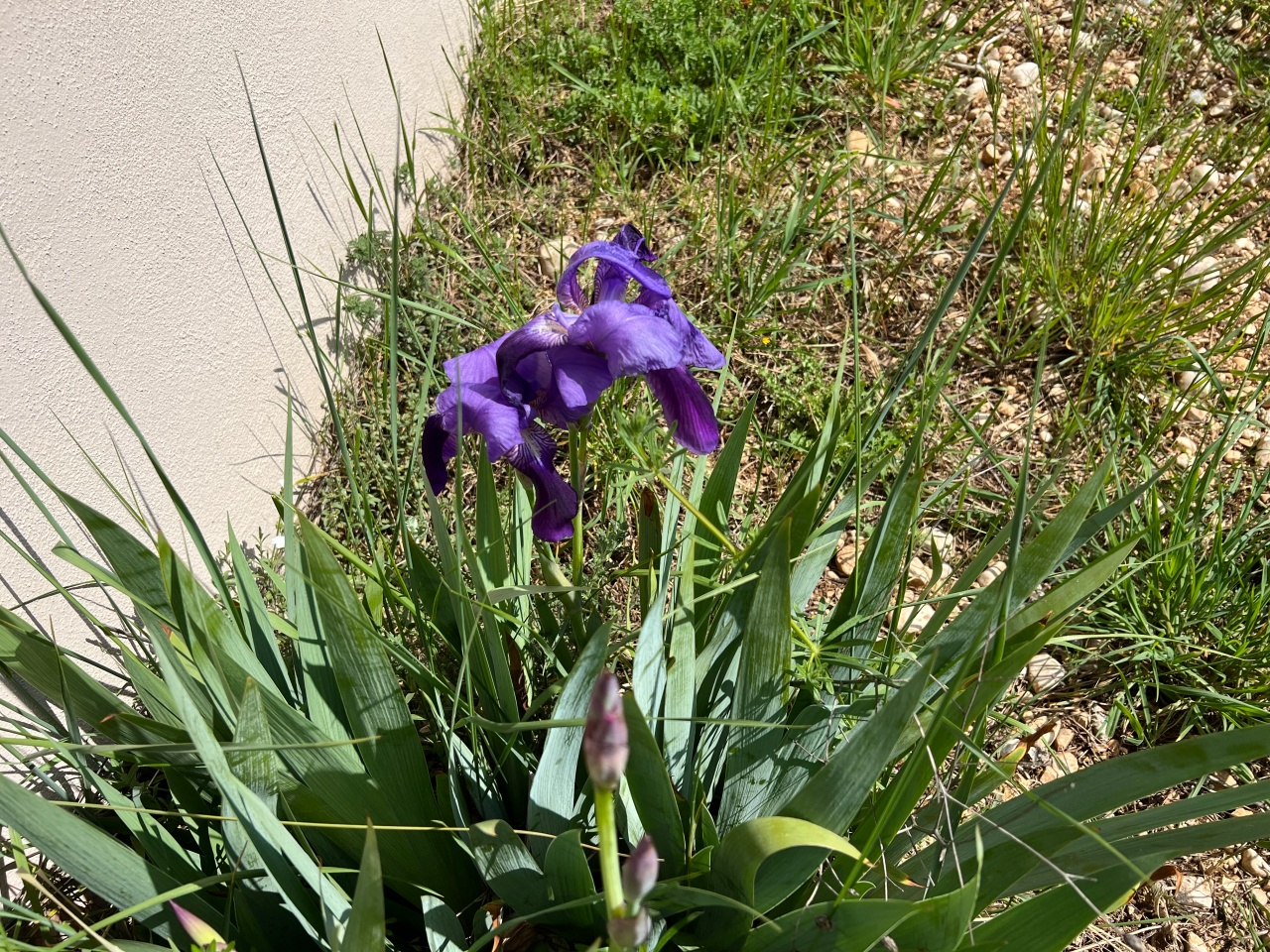 fiore di iris