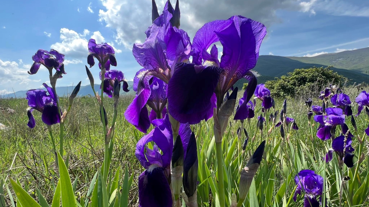 piante di iris