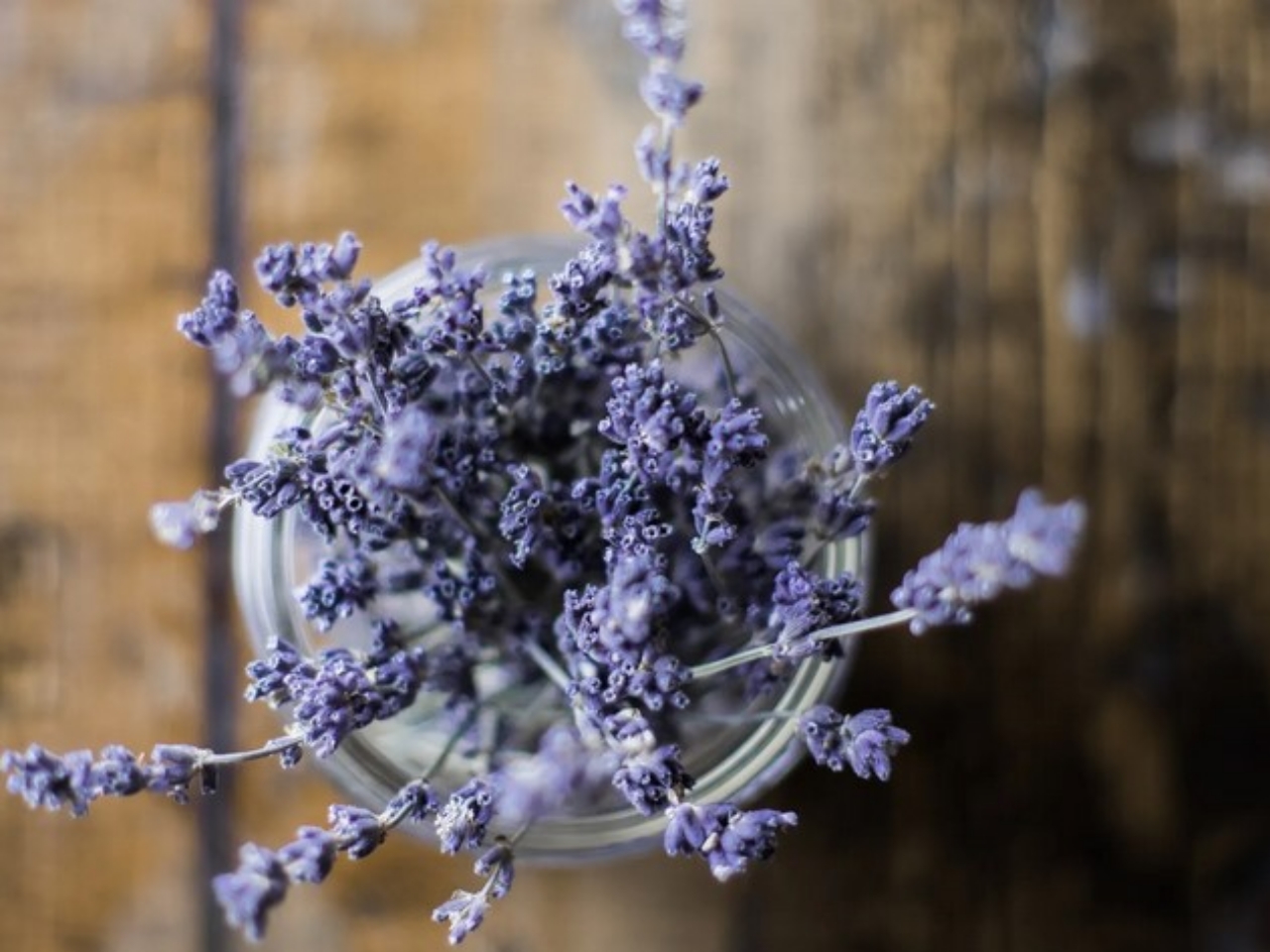 rami di lavanda