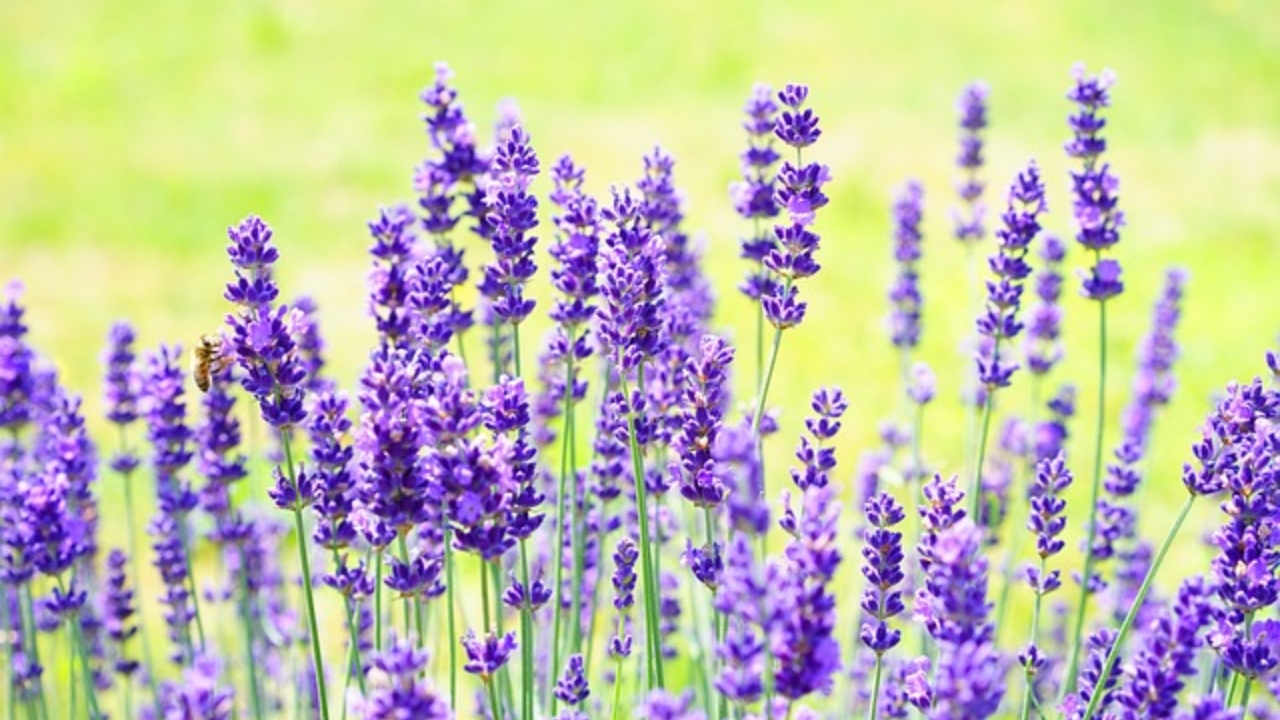 lavanda in giardino