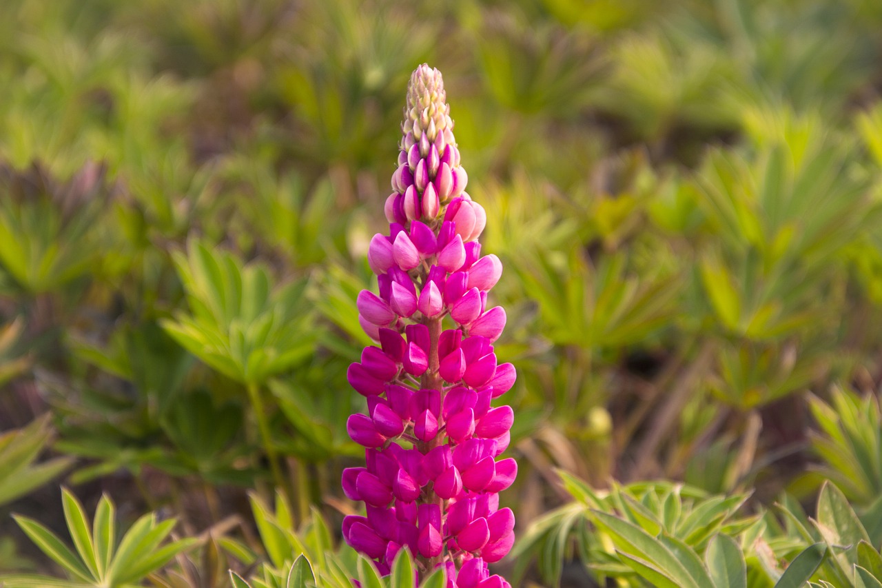 fiore di lupini