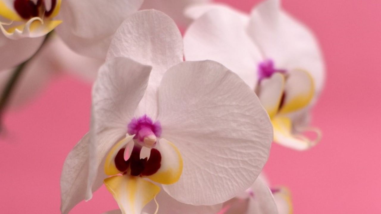 fiori delle orchidee