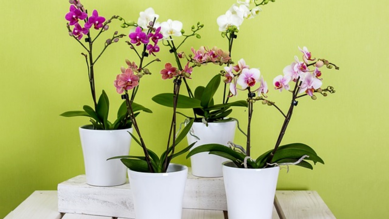 vasi di orchidee