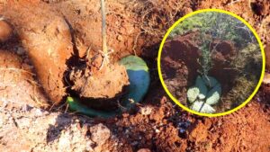 Come piantare alberi con le pale di fico d’India: una tecnica antichissima che combatte la siccità