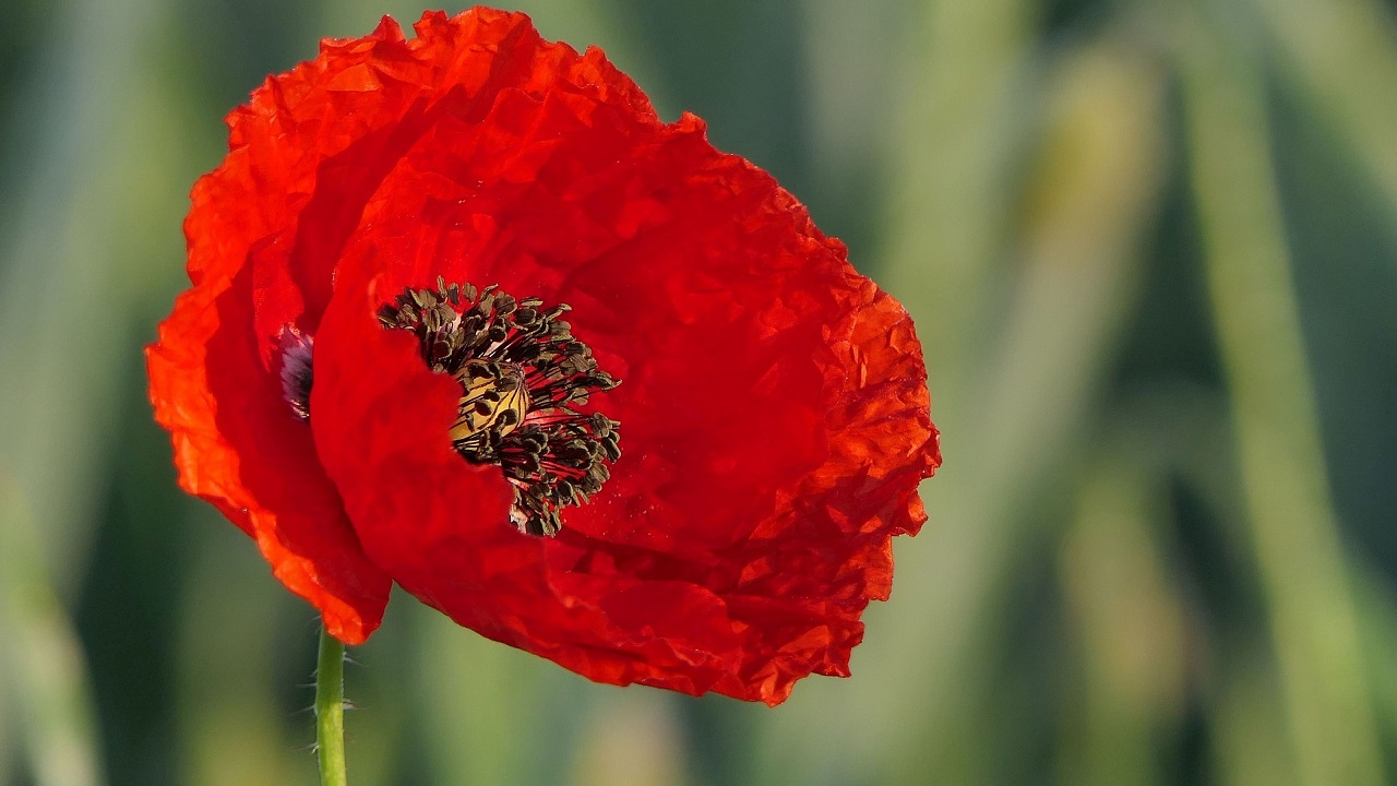 fiore rosso di papavero