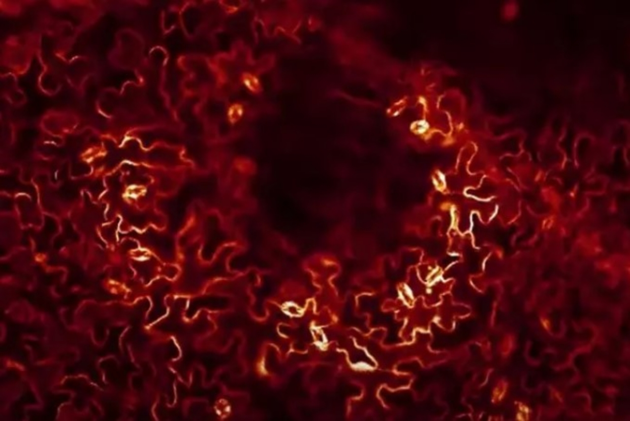 cellule di una pianta