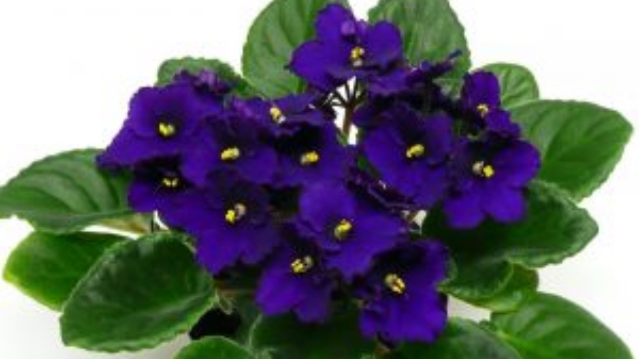 piante di violetta