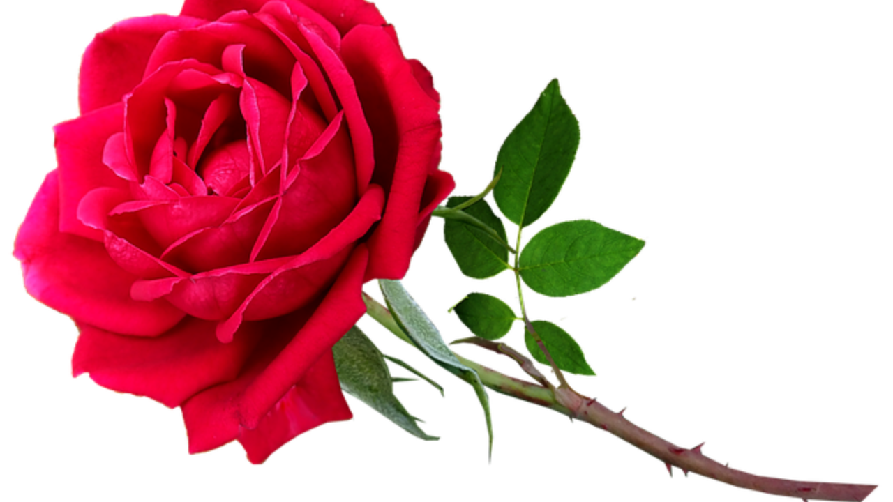 stelo di rosa