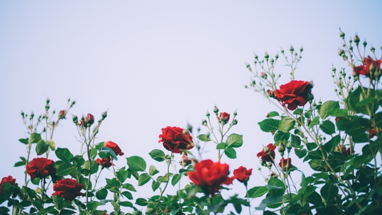 giardino di rose