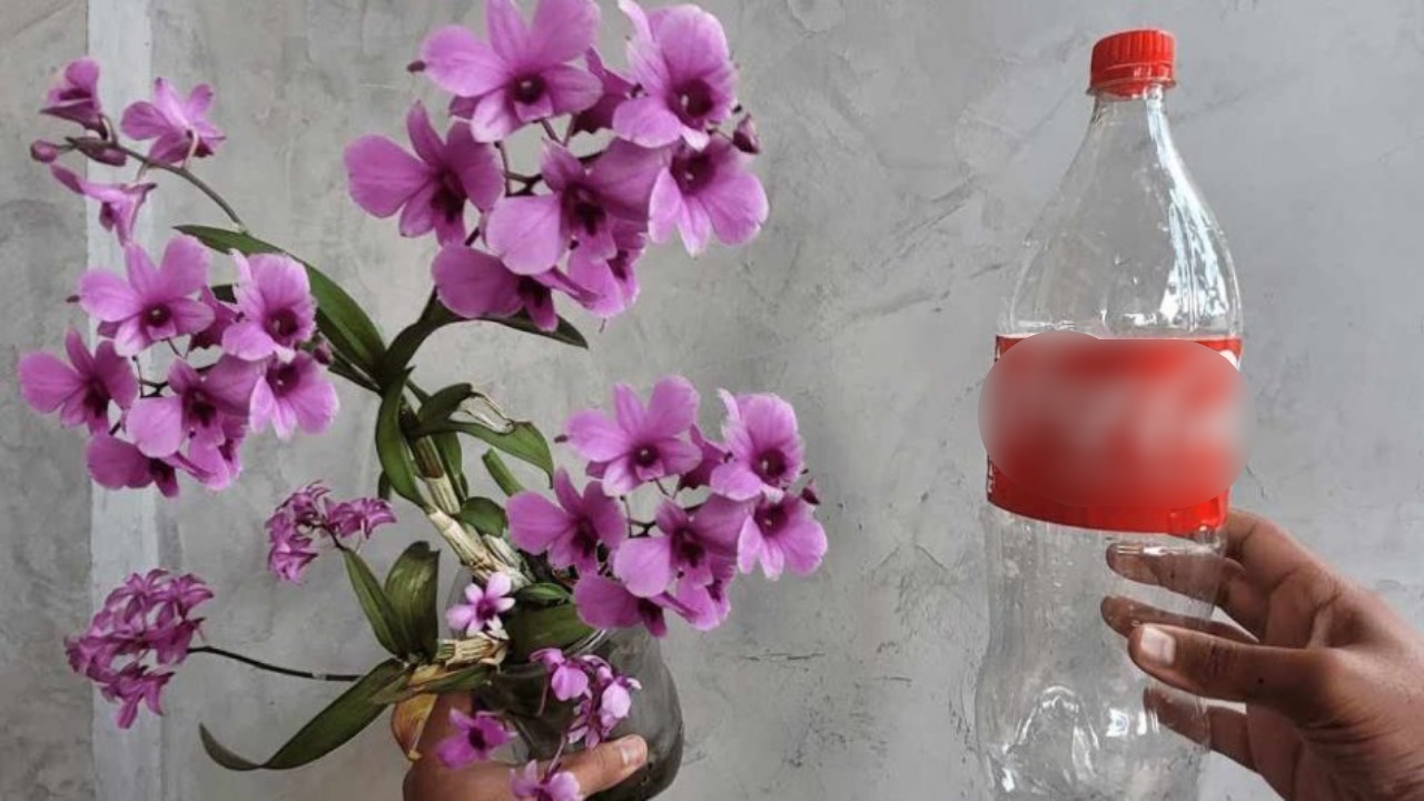 orchidea e bottiglia
